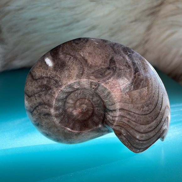 Polished ammonite fossil, appx 3” - Picture 2 of 4